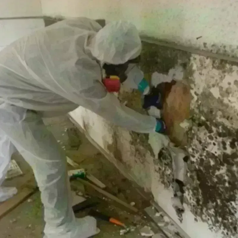 Mold Remediation and Removal in Mountain Grove, MO